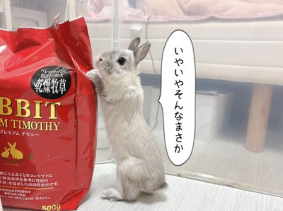 うさぎのルリ(1/14追記)