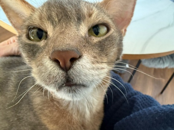 甘甘ボーイの抱っこで、家事が進まない