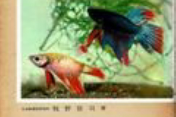 Sonoアクアプランツファーム水草情報局 水草図鑑の凡例一覧