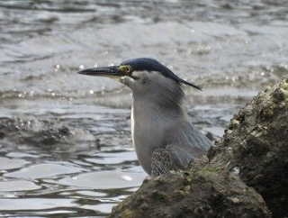  2026年4月21日の野鳥公園