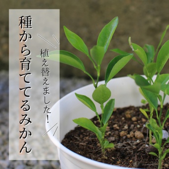 仕事、ようやくひと休み…再生栽培のみかんを植え替えました