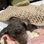 私とサクラの小さい秋