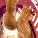 【要予約】11月9日（日）里親会のお知らせ