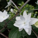 『周りを病気にする』の画像