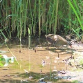 野鳥クイナを撮る🪿📸（多々良沼公園）