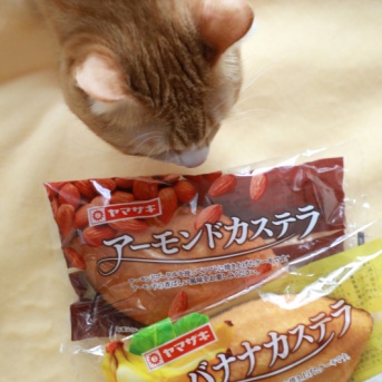 うちの猫似のアレ？