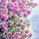 2026.04 紅のツツジ（ホンキリシマツツジ）