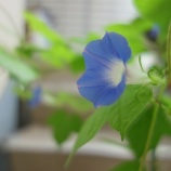 『朝顔の蔓（つる）』の画像