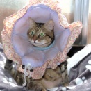 家の猫さん