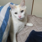 ねこかます