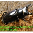 〇♂単品！メトク産D.ウォード＼(^o^)／