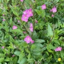 オンラインレッスンの問題点。