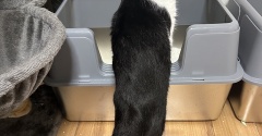 猫8匹の我が家で「おいもの猫砂」を使ってみた。