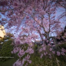 黄梅院の枝垂れ桜
