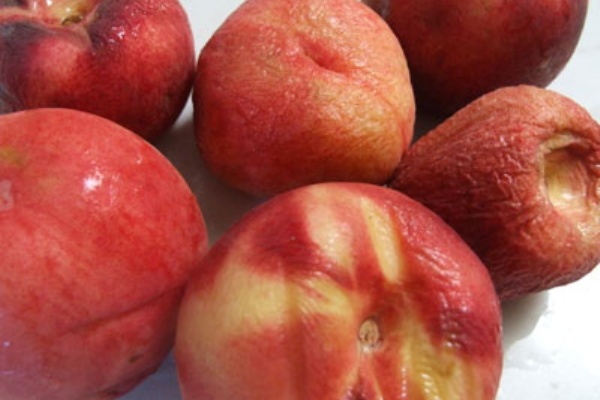 カリフォルニアのばあさんブログ 16年07月 Powered By ライブドアブログ