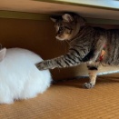 そっと触れてみる