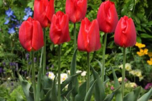 チューリップ球根ウィーク第２回 東海富山県人会