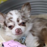 『11月26日（土）～27日（日）は譲渡会です』の画像