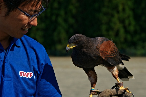 Ayufamilyのblog 鷹 Ayufamilyのblog 鷹