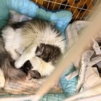 NPO法人 みなしご救援隊 犬猫譲渡センター 広島本部のブログ