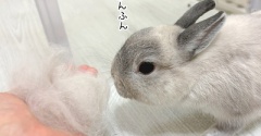 うさぎのルリ(8/23追記)
