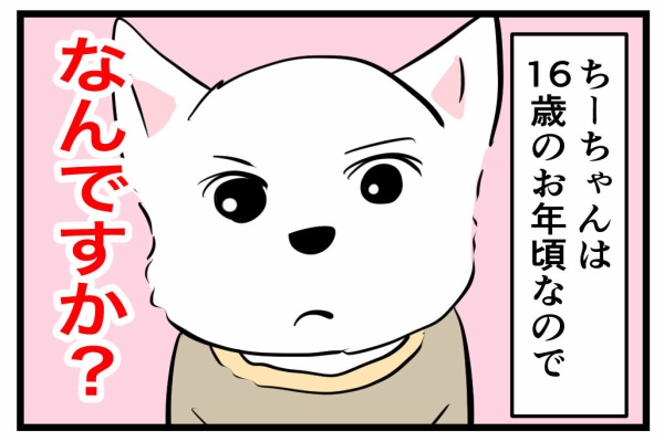 ちーちゃんっ🐾 - わんちゃんホンポ