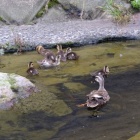 『Askar FMA135で野鳥と電車を撮ってみた　2021/08/16』の画像