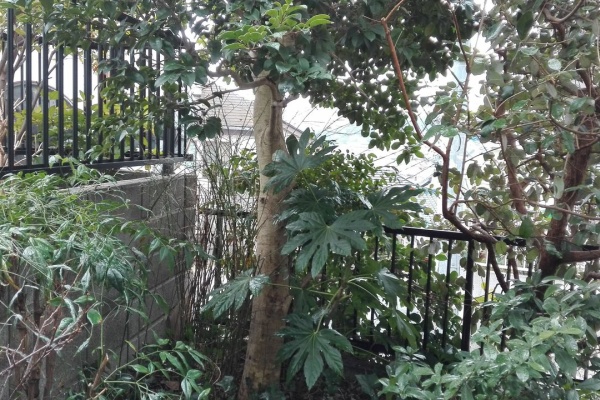 Kamihoshikawanja クロガネモチ