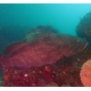 ほぼ無風☆　真っ平な海