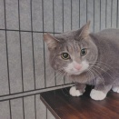 速攻でした～銀くんの紹介と卒業レポート