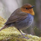 『投稿：コマドリ5態　2023/06/15』の画像