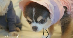 【スヌード徹底レビュー】黒い犬の暑さ対策に効果あり？チワワとウエスティで試してみた