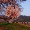 わに塚の桜 3/29 開花情報  本日出店致します。