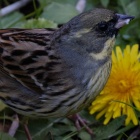 『BORG72FLによるアオジ・ゴイサギ・カワウ　2020/03/20』の画像