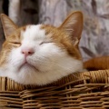 嘆き悲しませて