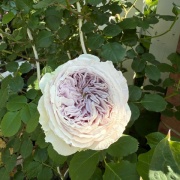 ＊根元がガッツリ枯れたカラーオブジュピターは助かるのだろうか⁈