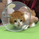 家ネコ修行中のビス君　獣医さんへ行く！