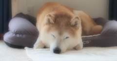 貫太じいちゃんの寝顔♪