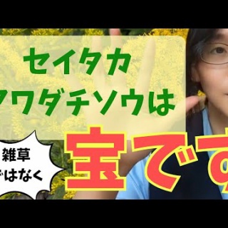 大摩邇（おおまに）