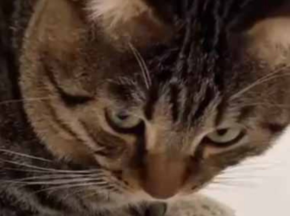 彼に手品を見せてみた。何もない箱の中から、ジャジャ～ン♪ → 彼の顔はこうなった…