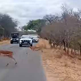 猫の動画 ねこわん！