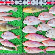 2025年12月7日　釣果