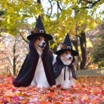 メロディ＆ミニーの写真館