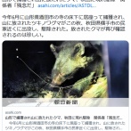 【🐻】山形で放獣のクマ、秋田で捕獲　再び人里に、関係者「残念だ」
