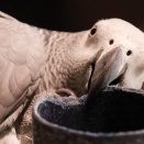 ヨウムのラブ、毎日コップのおもちゃに夢中