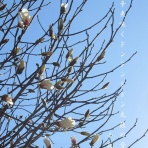 小夜衣 　（五七五ブログ）