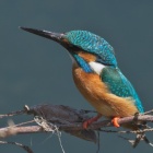 『BORGオフ会・2024年春編③～カワセミ作例　2024/04/14』の画像