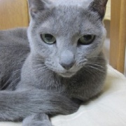 猫の意外な行動、苦手なもので遊ぶ！？