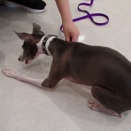 犬の幼稚園　アットホームblog