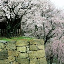 いそのかみ　古き都を　来て見れば　昔かざしし　 花咲きにけり